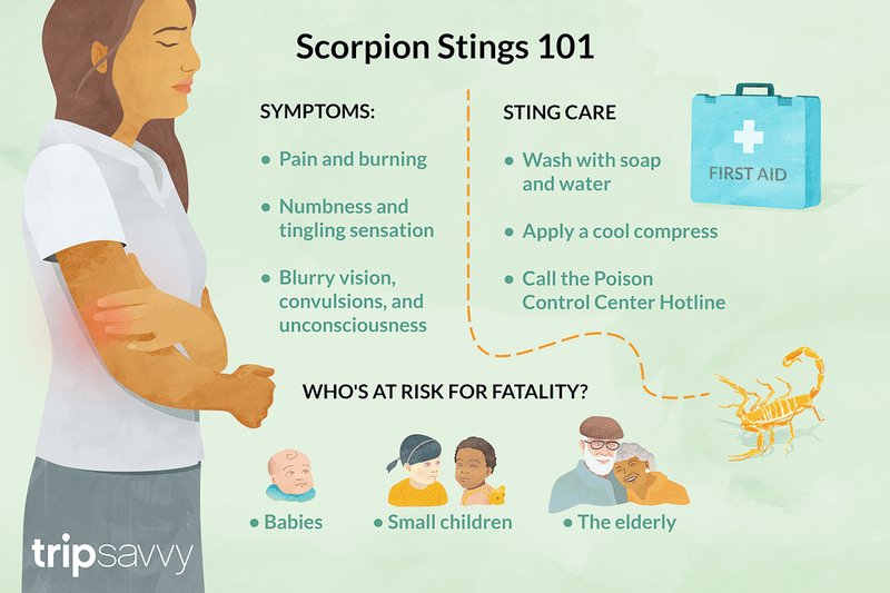 First Aid For Scorpion Stings: What You Should Do