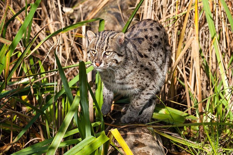 Fishing Cat