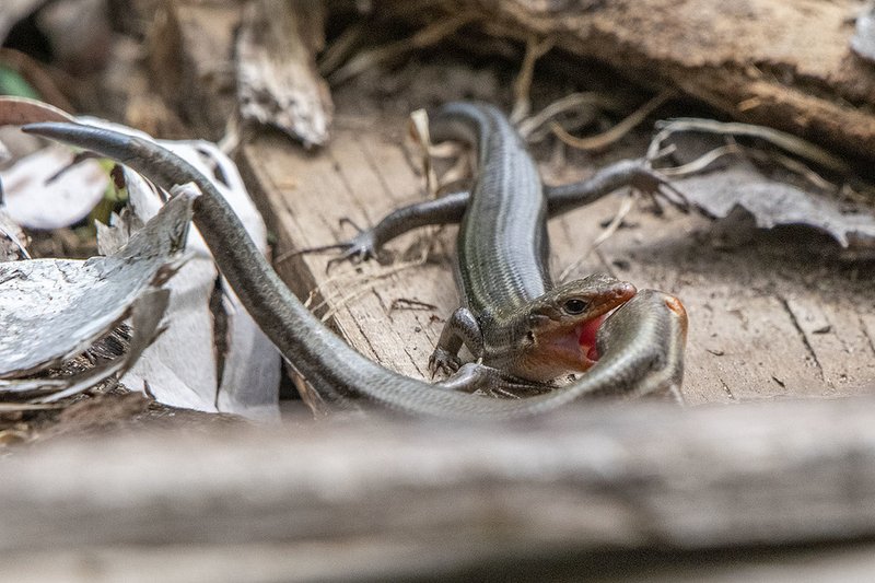 Five-Lined Skink