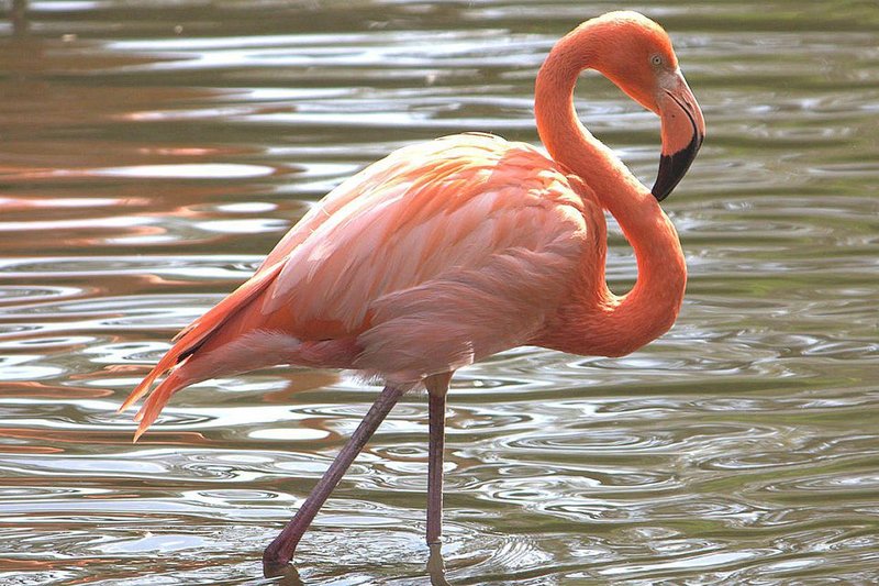 Flamingo Vocalizations And What They Mean
