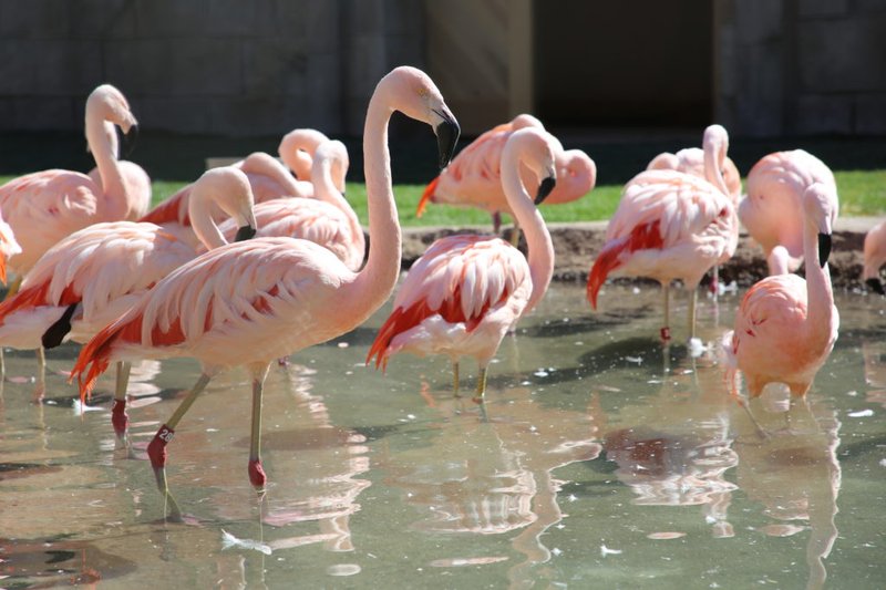 Flamingo