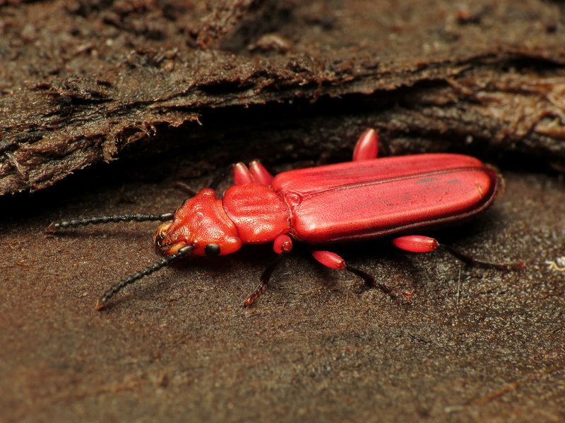 Flat Bark Beetle