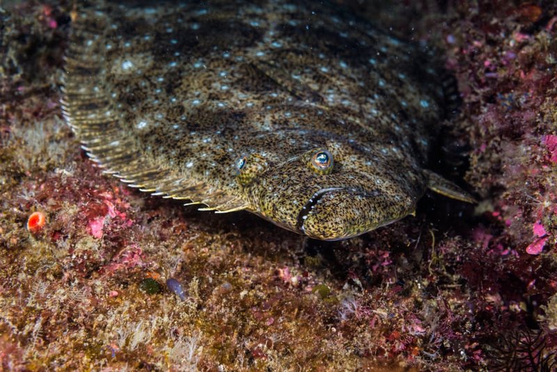 Flatfish