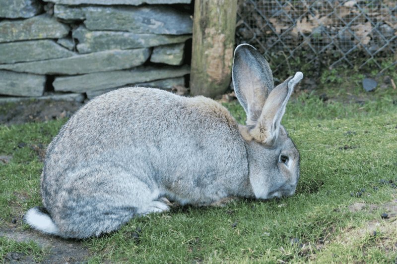 Flemish Giant Rabbit Overview: Size, Temperament, And Appearance
