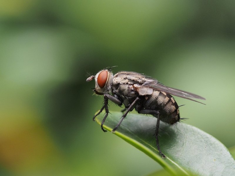 Flesh Fly