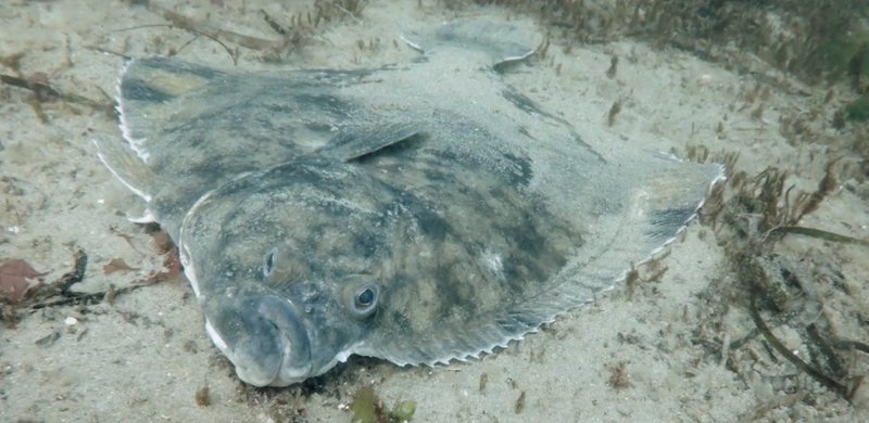 Flounder