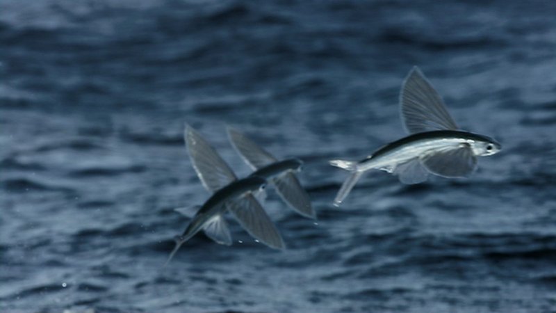 Flying Fish
