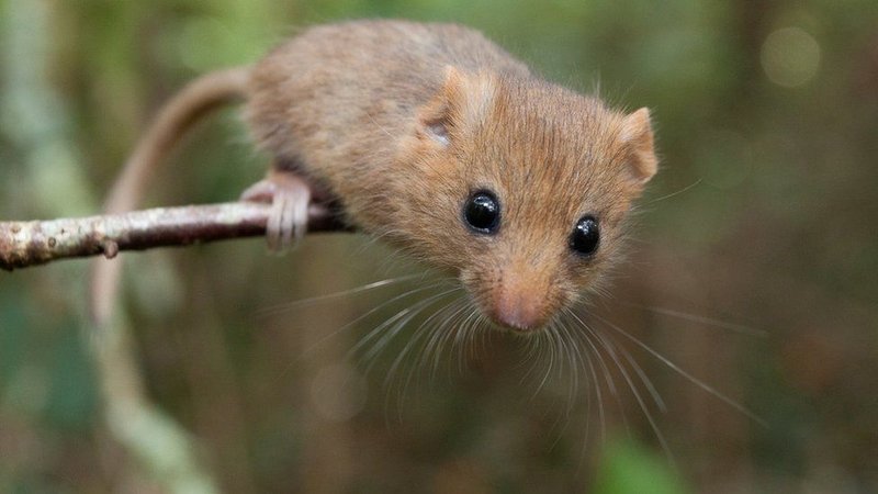 Forest Dormouse