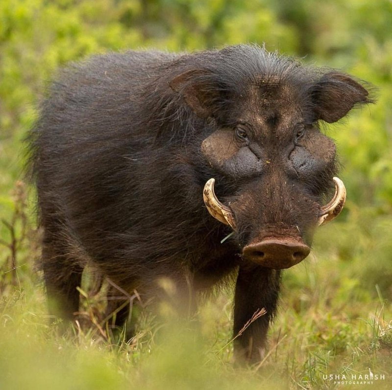Forest Hog