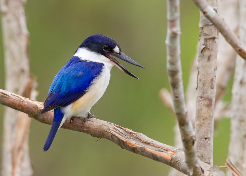 Forest Kingfisher