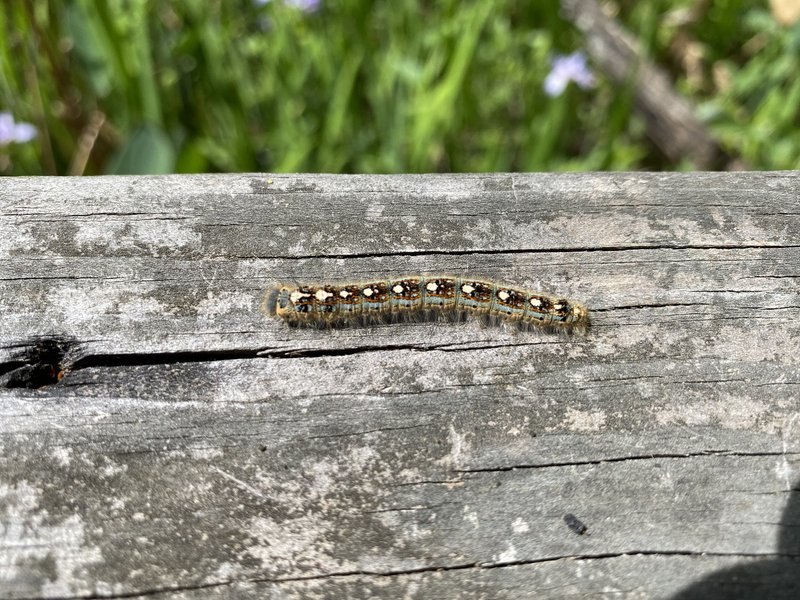 Forest Tent Caterpillar