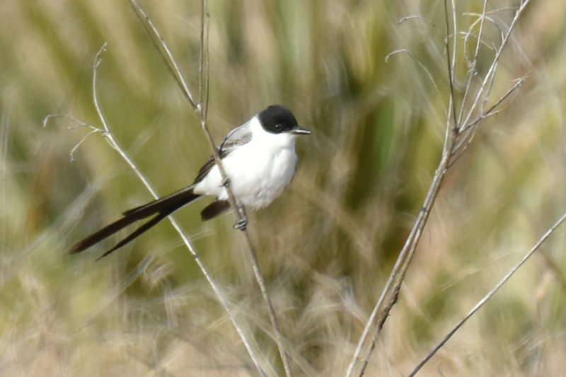 Fork-Tailed Flycatcher