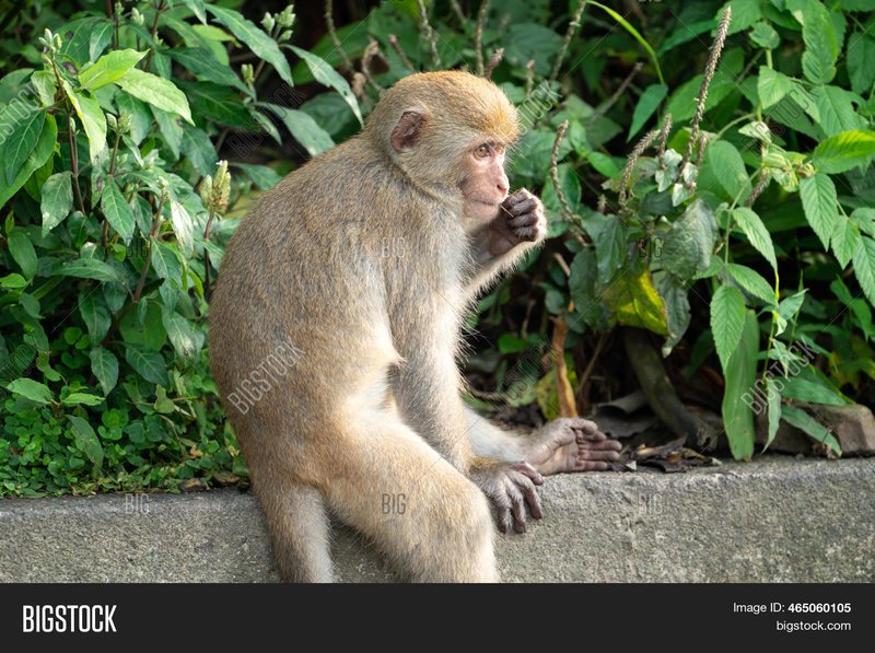 Formosan Rock Macaque