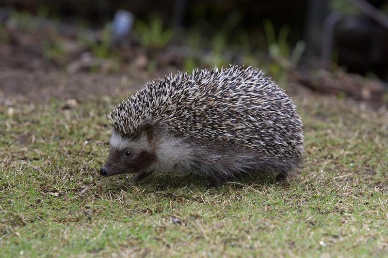 Four-Toed Hedgehog