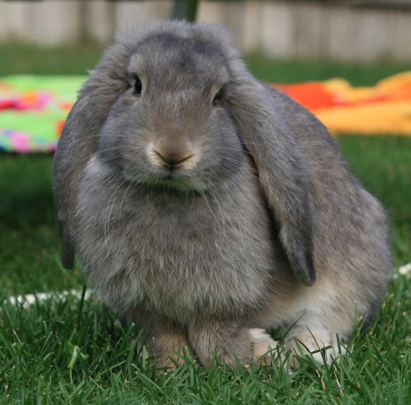 French Lop Rabbit Overview: Size, Temperament, And Appearance