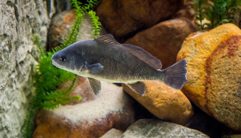 Freshwater Drum