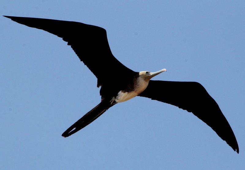 Frigatebird