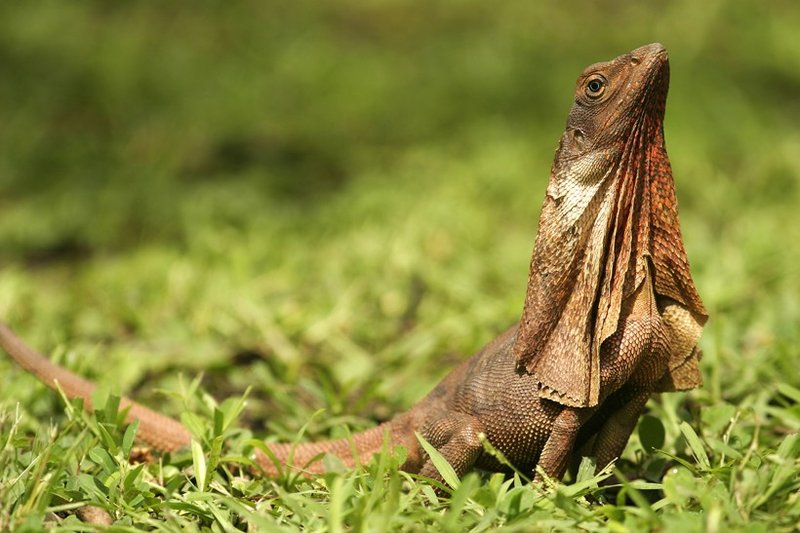 Frilled Lizard