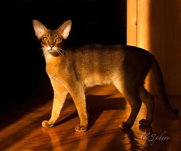 Fun Facts And Unique Traits Of The Abyssinian Cat