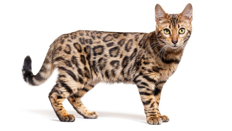 Fun Facts And Unique Traits Of The Bengal Cat