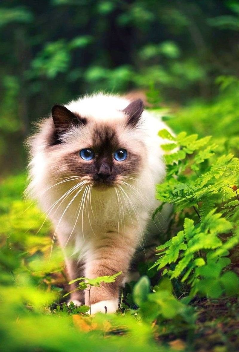 Fun Facts And Unique Traits Of The Birman Cat