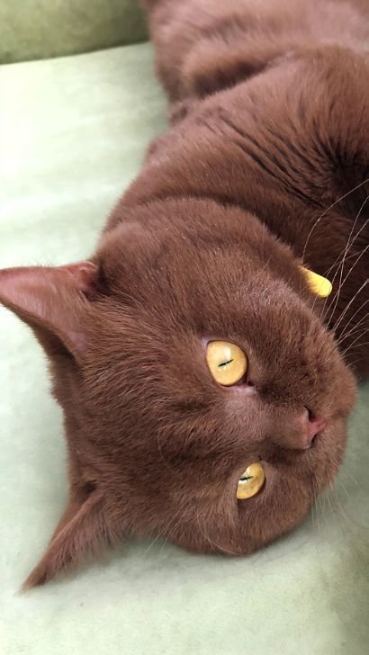 Fun Facts And Unique Traits Of The British Shorthair Cat