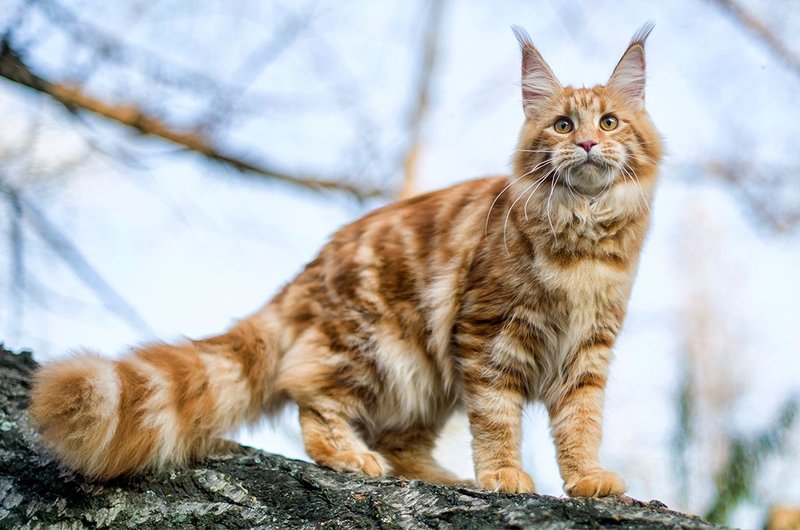 Fun Facts And Unique Traits Of The Maine Coon Cat