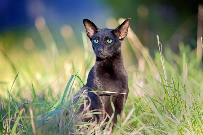 Fun Facts And Unique Traits Of The Oriental Shorthair Cat