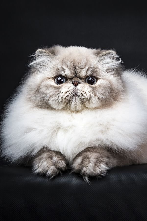 Fun Facts And Unique Traits Of The Persian Cat