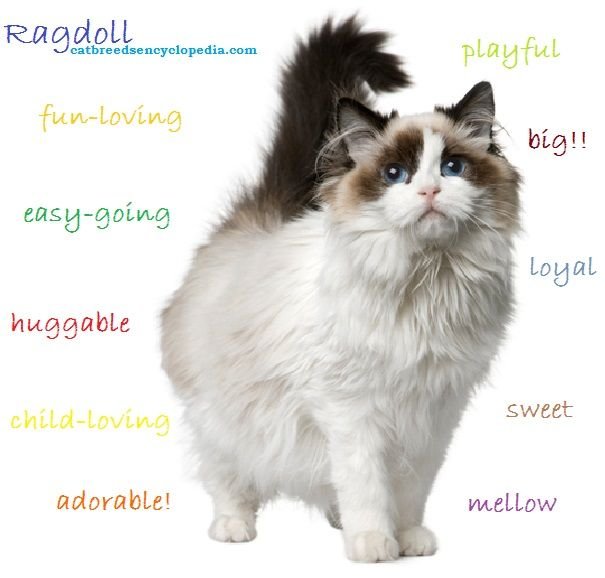Fun Facts And Unique Traits Of The Ragdoll Cat