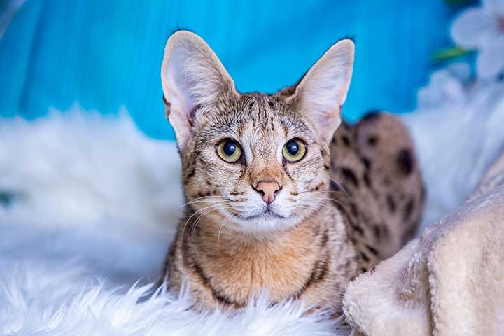 Fun Facts And Unique Traits Of The Savannah Cat