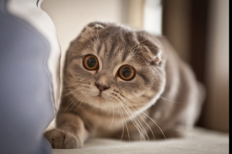 Fun Facts And Unique Traits Of The Scottish Fold Cat