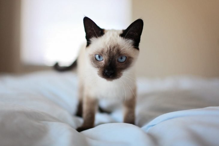 Fun Facts And Unique Traits Of The Siamese Cat