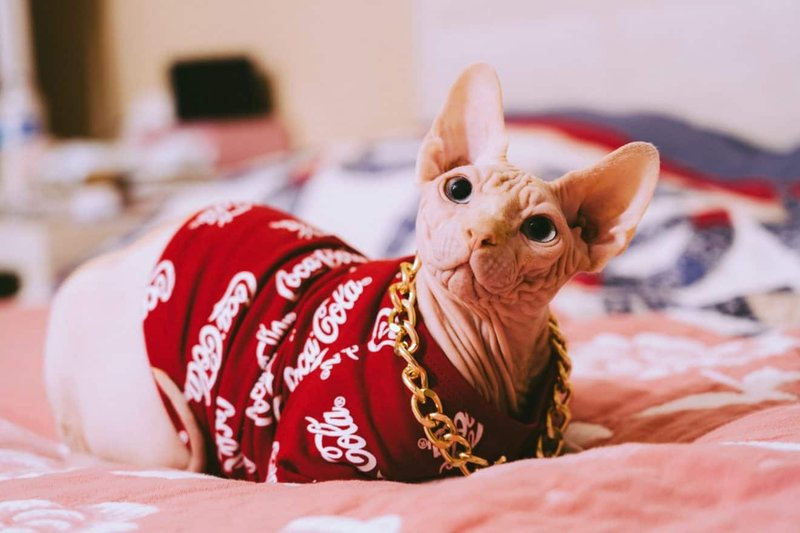 Fun Facts And Unique Traits Of The Sphynx Cat