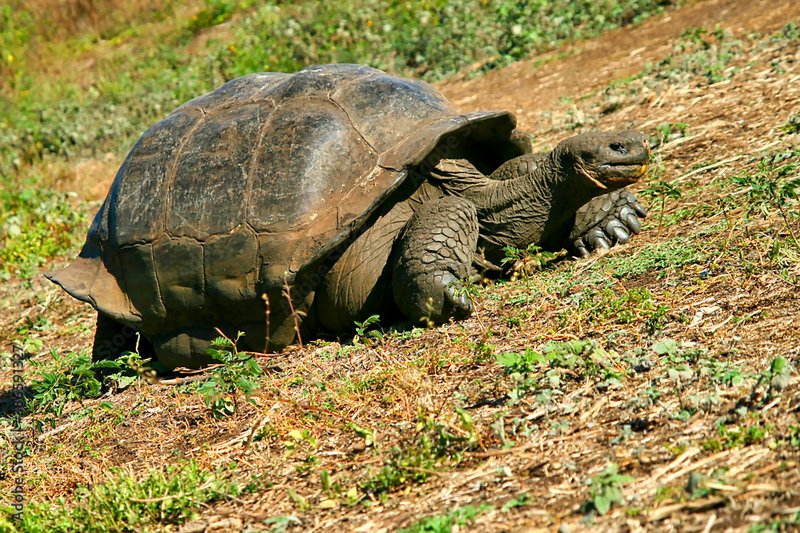 Galã¡Pagos Tortoise Vs. [Similar Species] - How They Compare