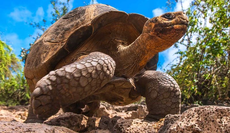 Galã¡Pagos Tortoise