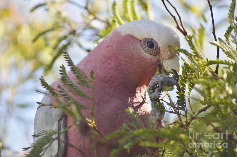 Galah