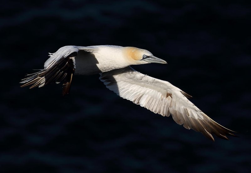 Gannet