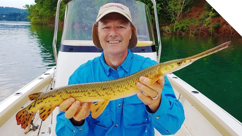Gar (Fish)