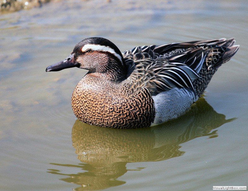Garganey