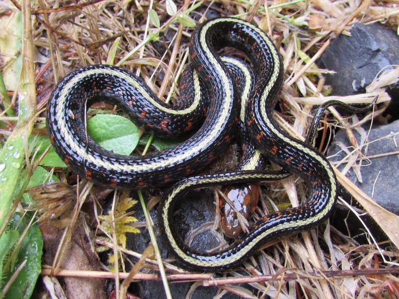 Garter Snake