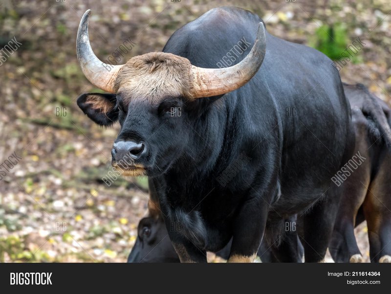 Gaur