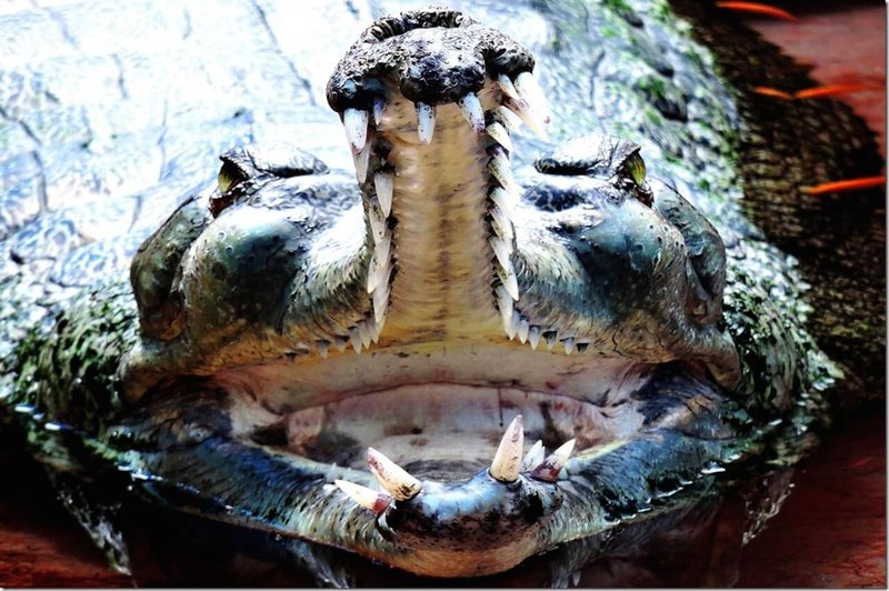 Gavial (Gharial)