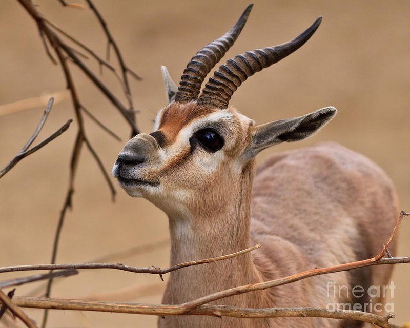 Gazelle