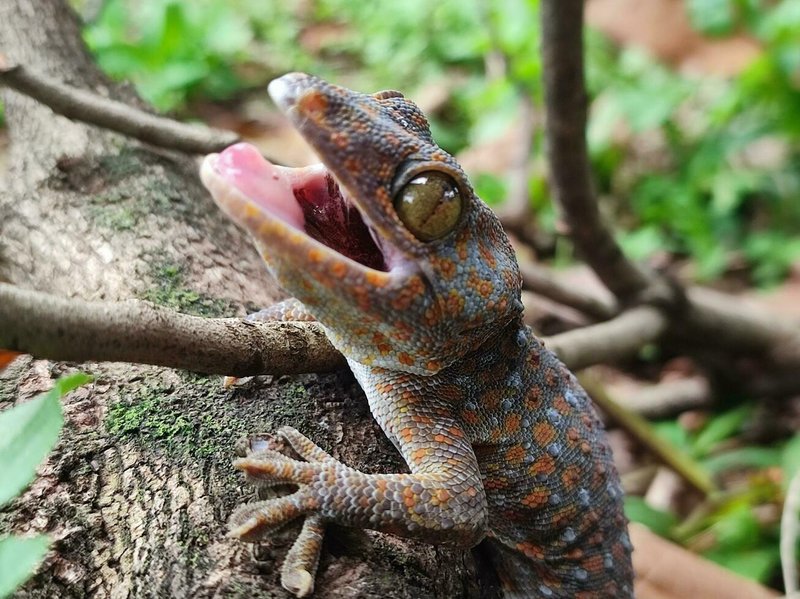 Gecko