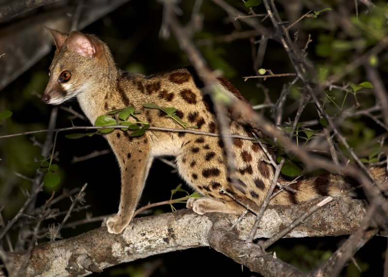 Genet