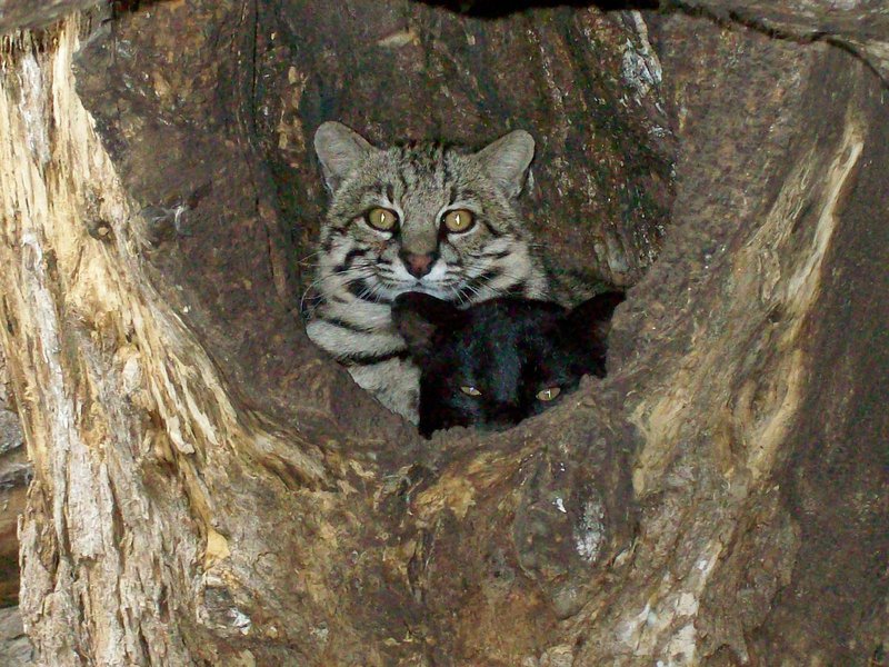 Geoffroy'S Cat