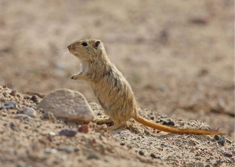 Gerbil Behavior Explained: Squeaking, Digging, And Thumping