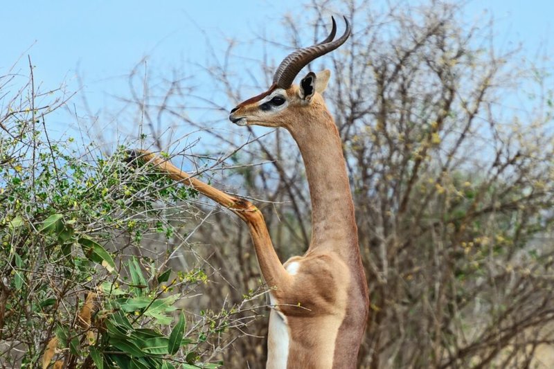 Gerenuk
