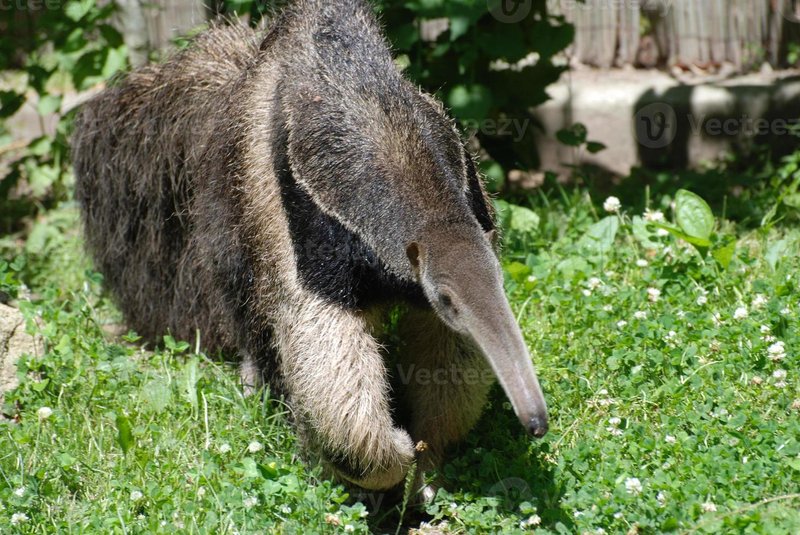 Giant Anteater